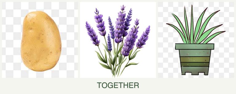 Can you plant potatoes, lavender and lemongrass together?