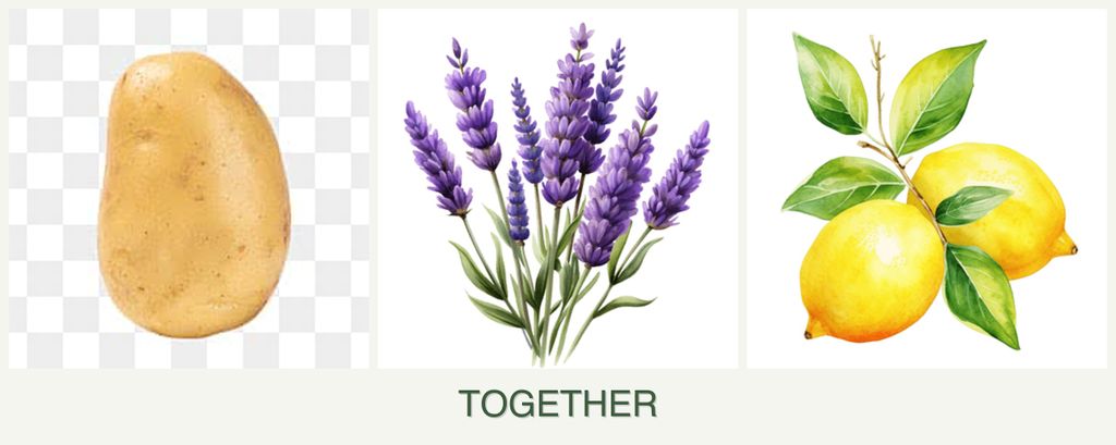 Can you plant potatoes, lavender and lemons together?