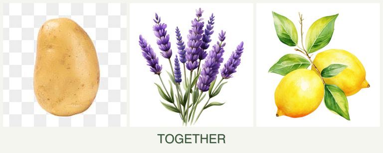 Can you plant potatoes, lavender and lemons together?