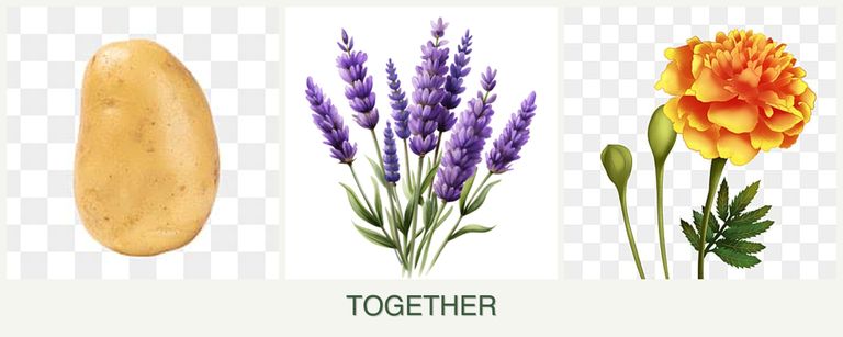 Can you plant potatoes, lavender and marigolds together?