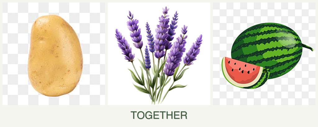 Can you plant potatoes, lavender and melons together?