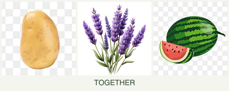 Can you plant potatoes, lavender and melons together?