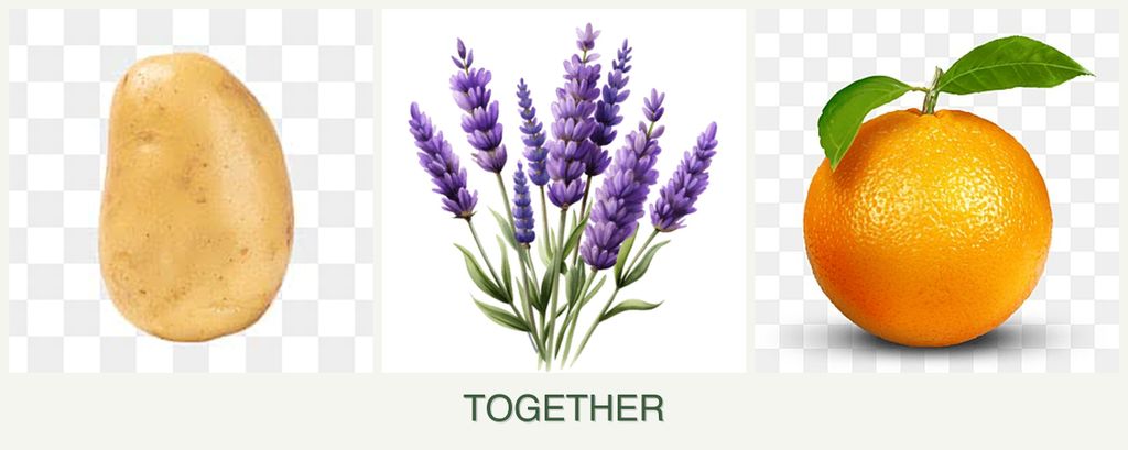 Can you plant potatoes, lavender and oranges together?