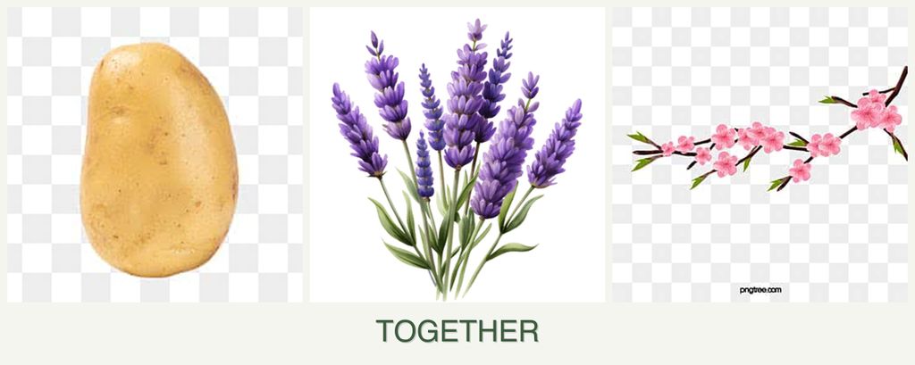 Can you plant potatoes, lavender and peaches together?