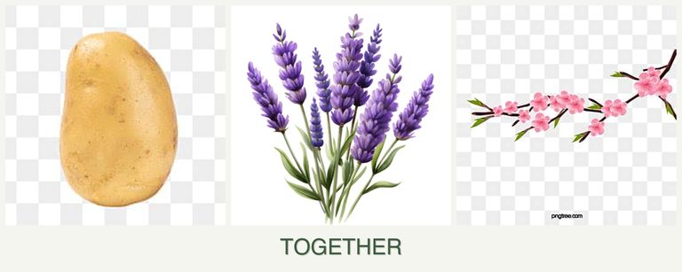 Can you plant potatoes, lavender and peaches together?