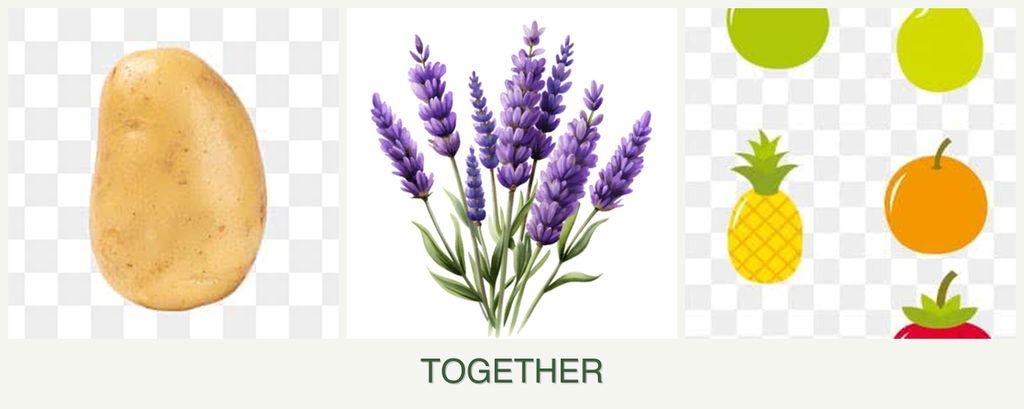 Can you plant potatoes, lavender and pears together?