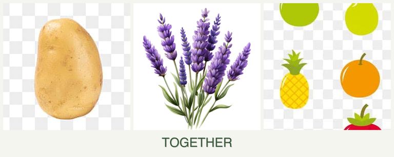 Can you plant potatoes, lavender and pears together?
