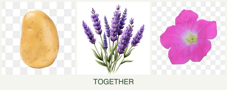 Can you plant potatoes, lavender and petunias together?