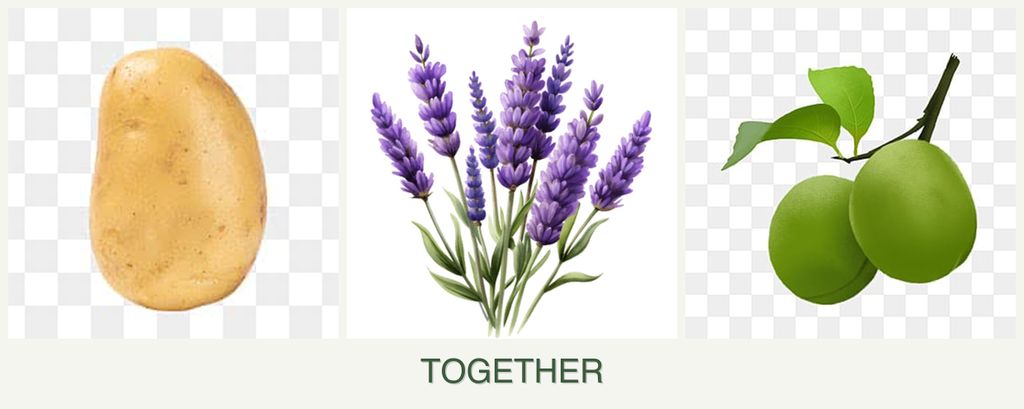 Can you plant potatoes, lavender and plums together?