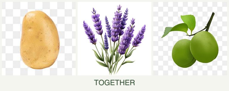 Can you plant potatoes, lavender and plums together?