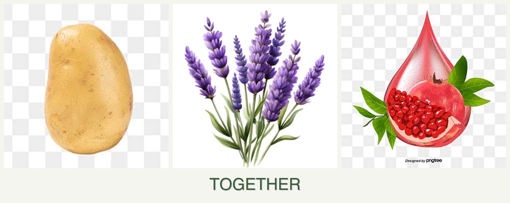 Can you plant potatoes, lavender and pomegranates together?