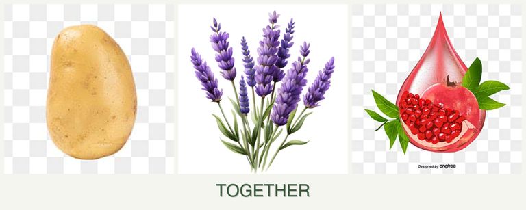 Can you plant potatoes, lavender and pomegranates together?
