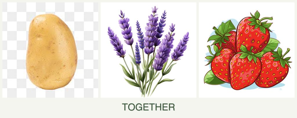Can you plant potatoes, lavender and strawberries together?