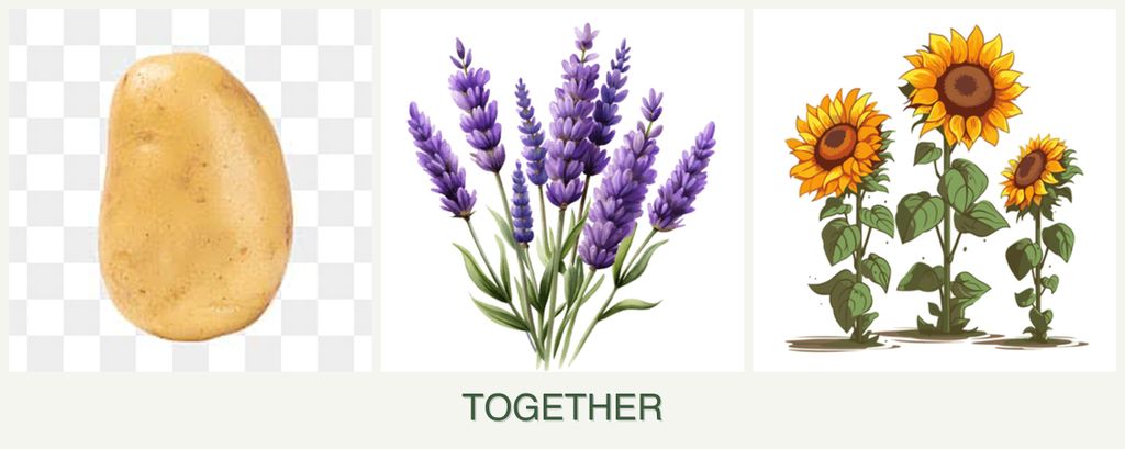 Can you plant potatoes, lavender and sunflowers together?