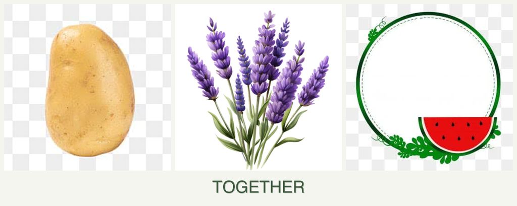 Can you plant potatoes, lavender and watermelons together?