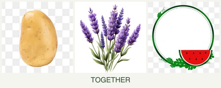 Can you plant potatoes, lavender and watermelons together?