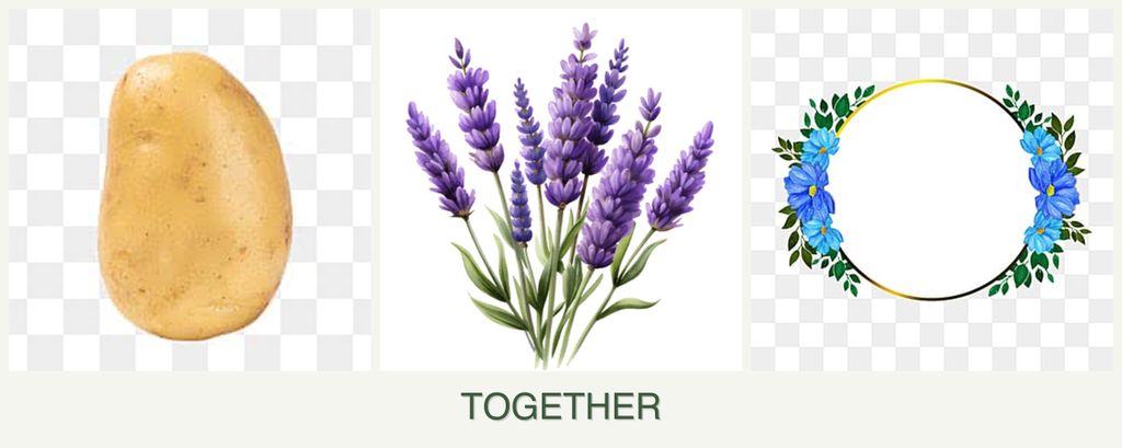 Can you plant potatoes, lavender and zinnias together?