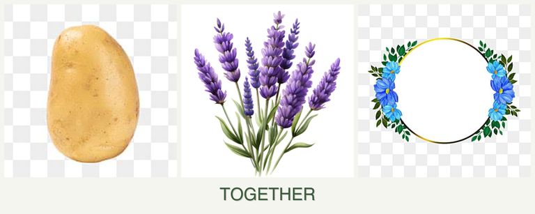 Can you plant potatoes, lavender and zinnias together?