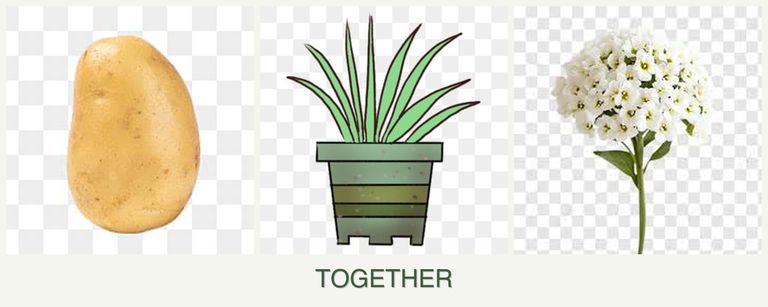 Can you plant potatoes, lemongrass and alyssum together?