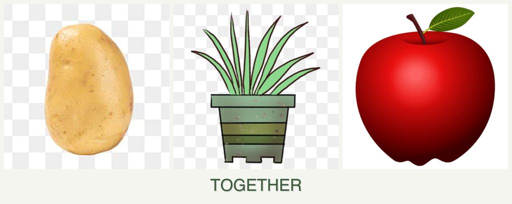 Can you plant potatoes, lemongrass and apples together?