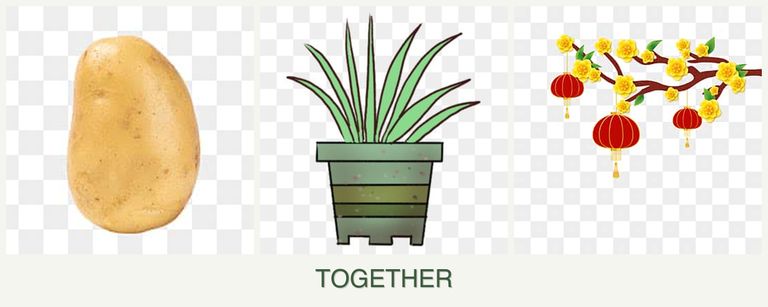 Can you plant potatoes, lemongrass and apricots together?