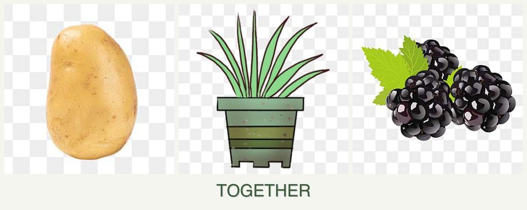 Can you plant potatoes, lemongrass and blackberries together?
