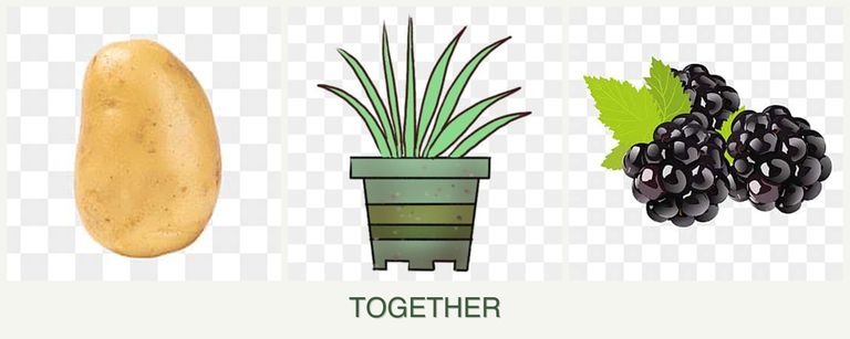 Can you plant potatoes, lemongrass and blackberries together?