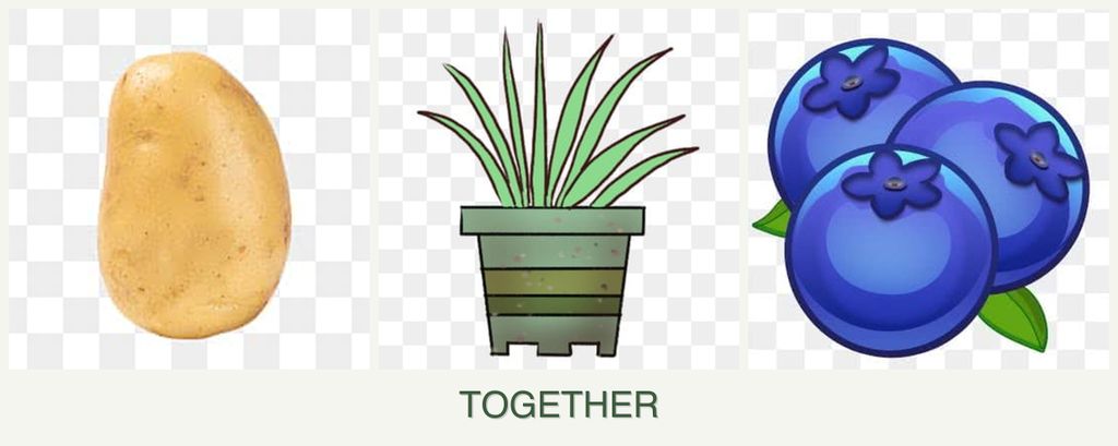 Can you plant potatoes, lemongrass and blueberries together?