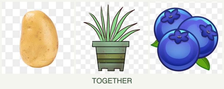 Can you plant potatoes, lemongrass and blueberries together?