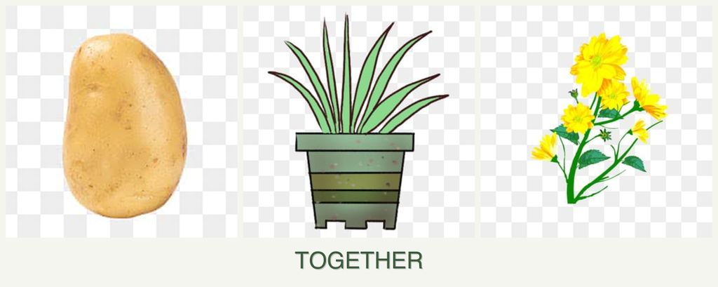 Can you plant potatoes, lemongrass and calendula together?