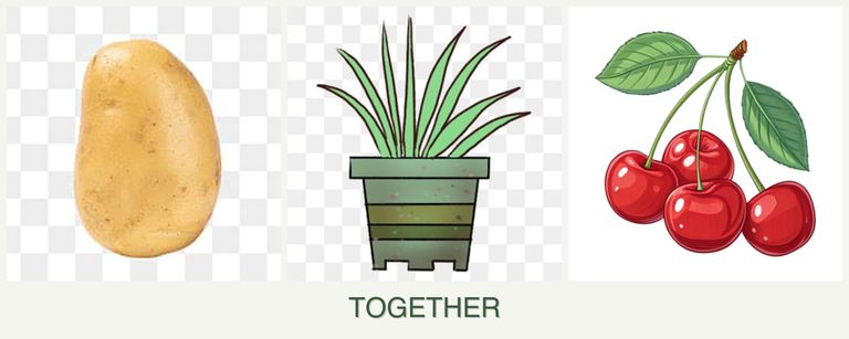 Can you plant potatoes, lemongrass and cherries together?