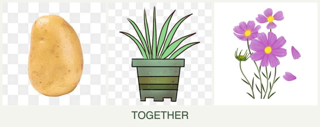 Can you plant potatoes, lemongrass and cosmos together?