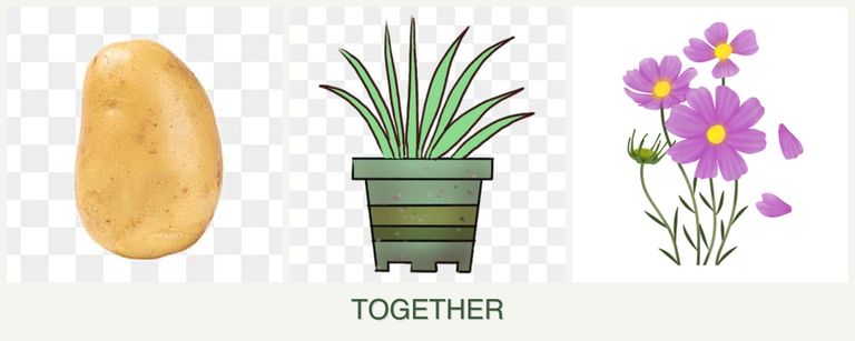 Can you plant potatoes, lemongrass and cosmos together?