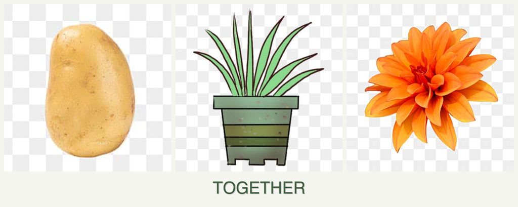 Can you plant potatoes, lemongrass and dahlias together?