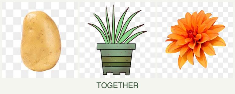 Can you plant potatoes, lemongrass and dahlias together?