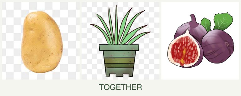 Can you plant potatoes, lemongrass and figs together?