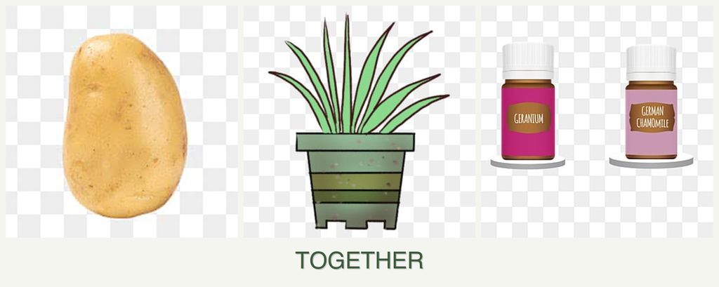 Can you plant potatoes, lemongrass and geraniums together?