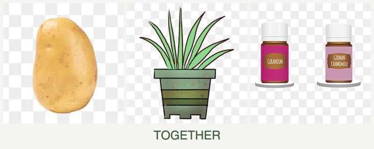 Can you plant potatoes, lemongrass and geraniums together?