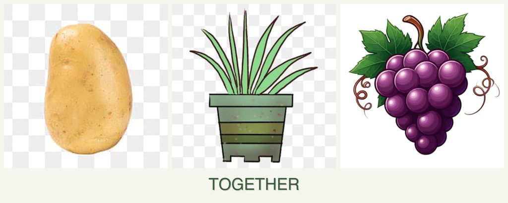 Can you plant potatoes, lemongrass and grapes together?