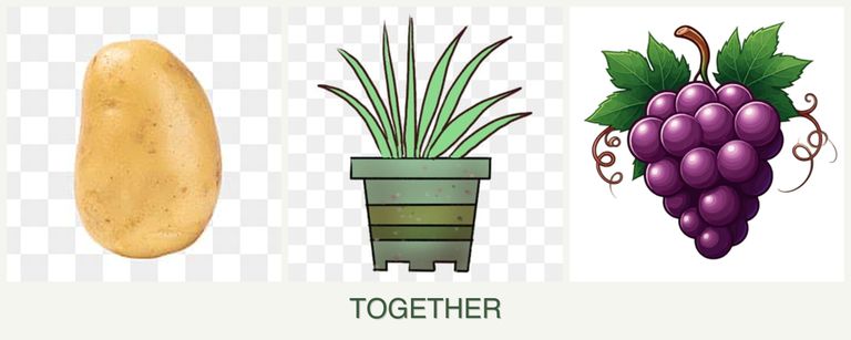 Can you plant potatoes, lemongrass and grapes together?