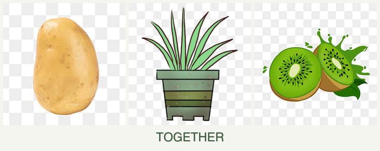 Can you plant potatoes, lemongrass and kiwi together?