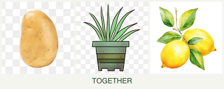 Can you plant potatoes, lemongrass and lemons together?