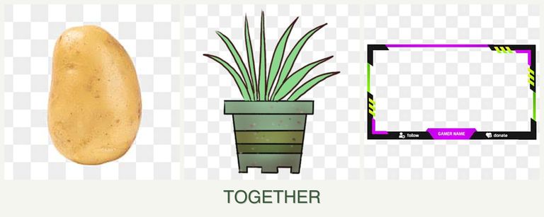 Can you plant potatoes, lemongrass and limes together?