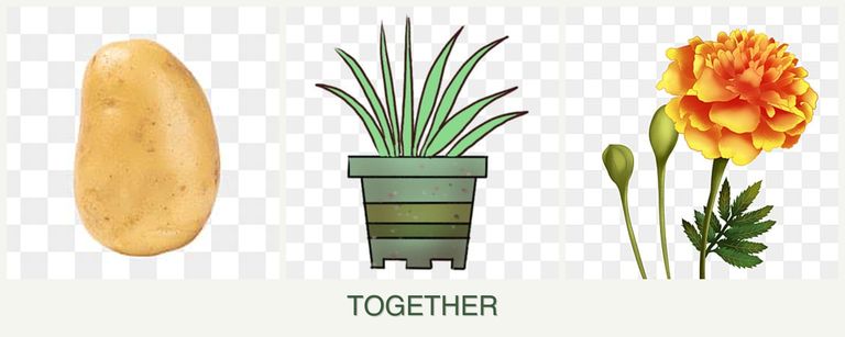 Can you plant potatoes, lemongrass and marigolds together?