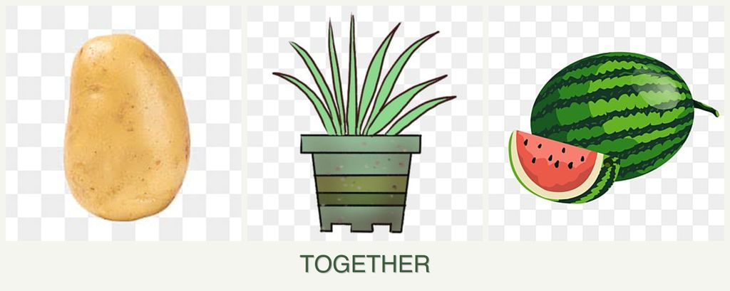 Can you plant potatoes, lemongrass and melons together?