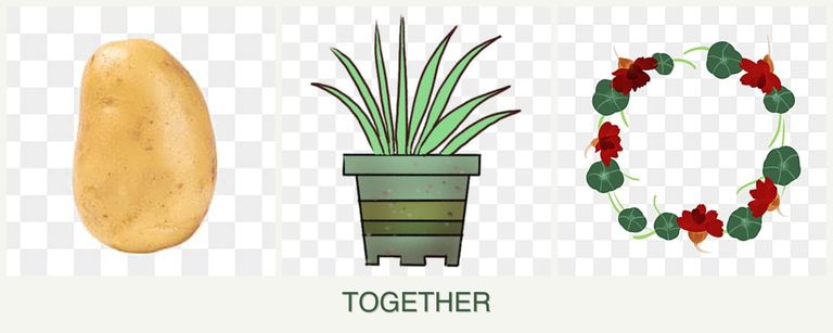 Can you plant potatoes, lemongrass and nasturtiums together?