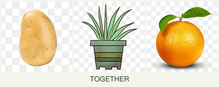 Can you plant potatoes, lemongrass and oranges together?