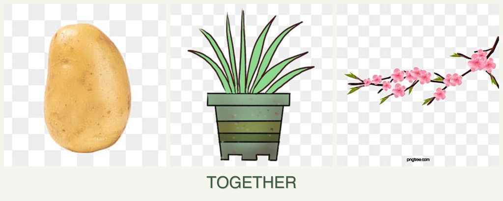 Can you plant potatoes, lemongrass and peaches together?