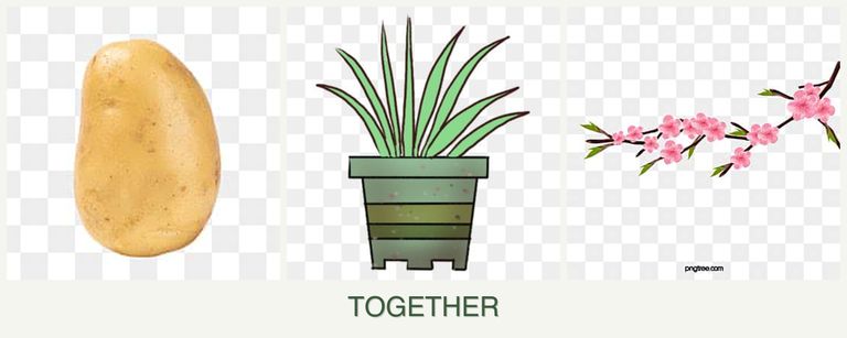 Can you plant potatoes, lemongrass and peaches together?