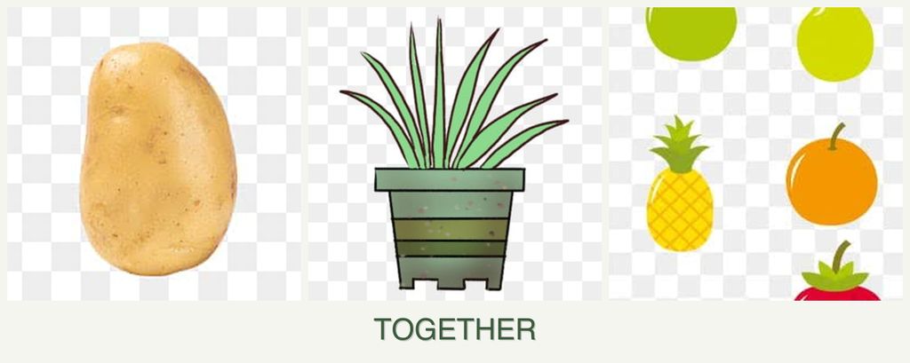 Can you plant potatoes, lemongrass and pears together?